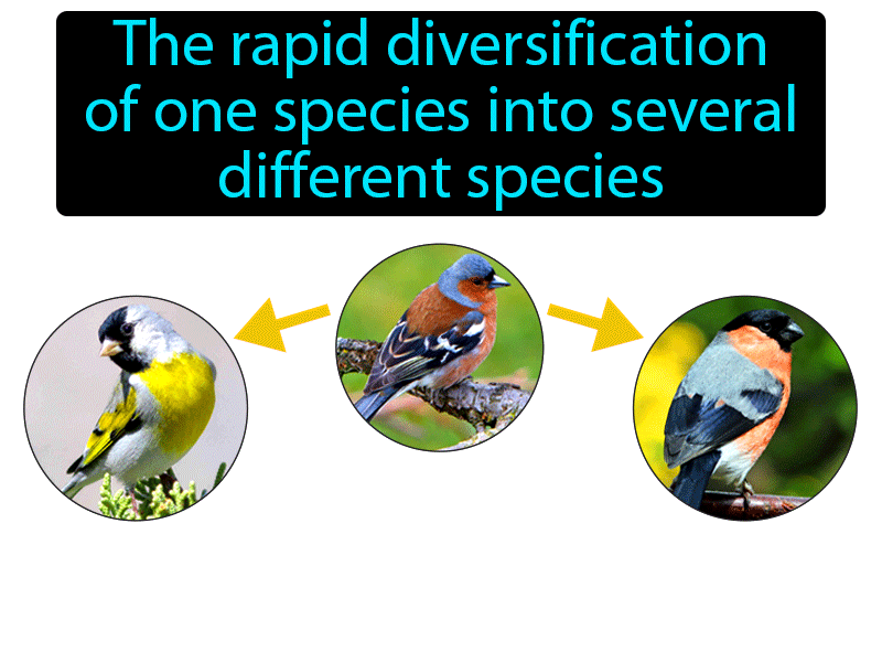 Adaptive Radiation Definition with no text