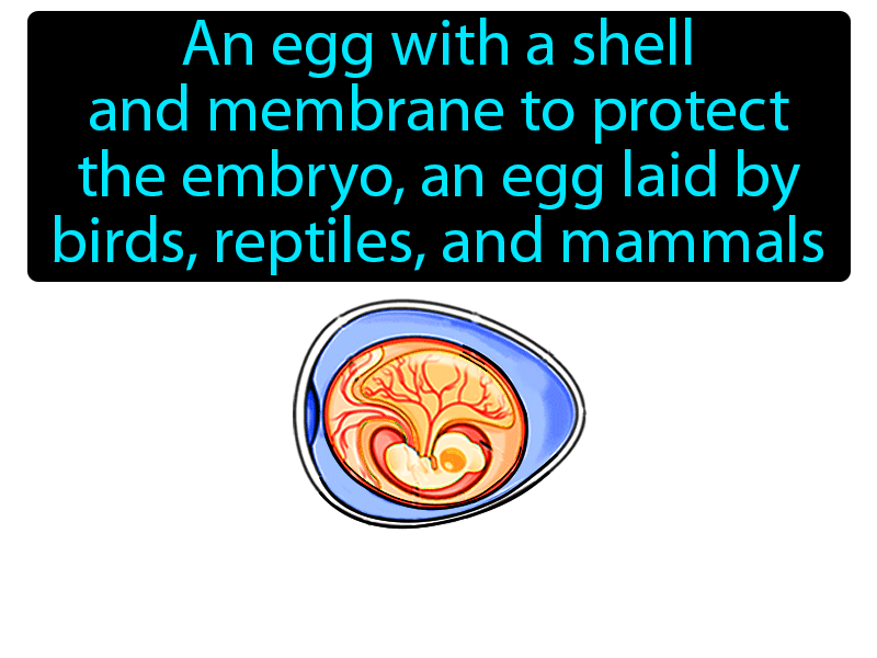 Amniotic Egg Definition with no text