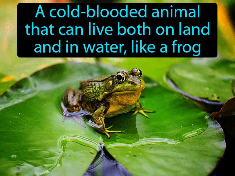 Amphibian Definition with no text