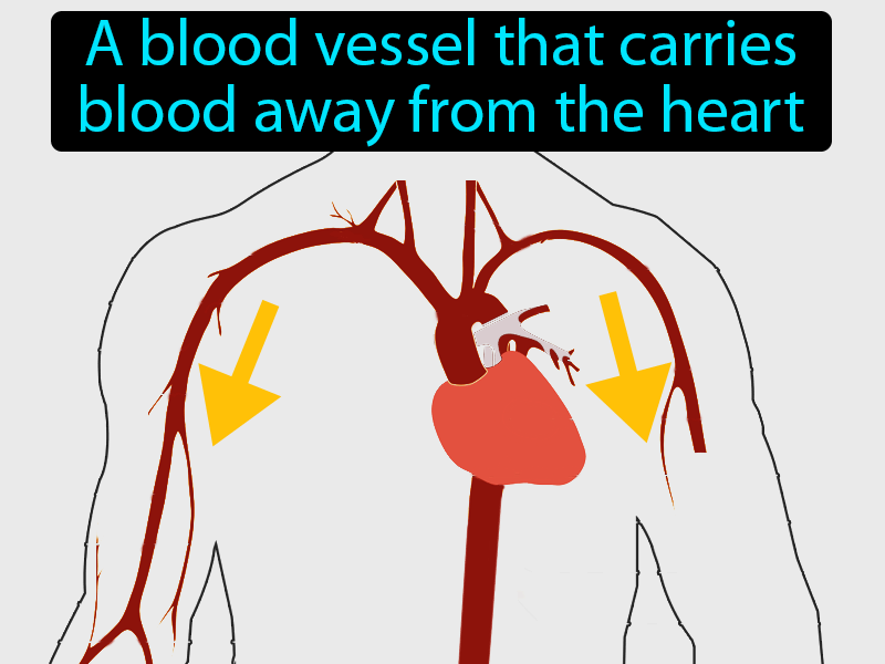 Artery Definition with no text