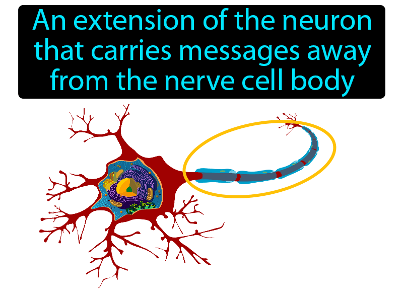 Axon Definition with no text