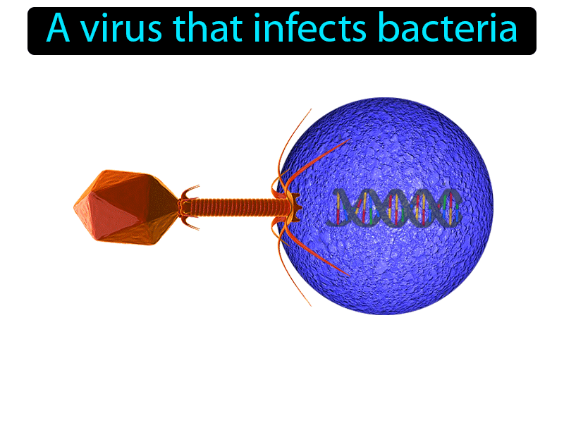 Bacteriophage Definition with no text