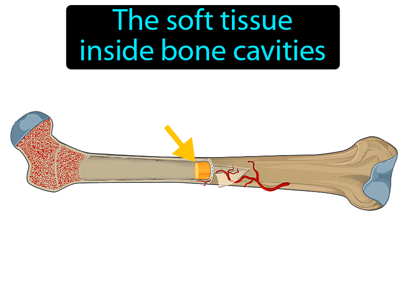 Bone Marrow Definition with no text