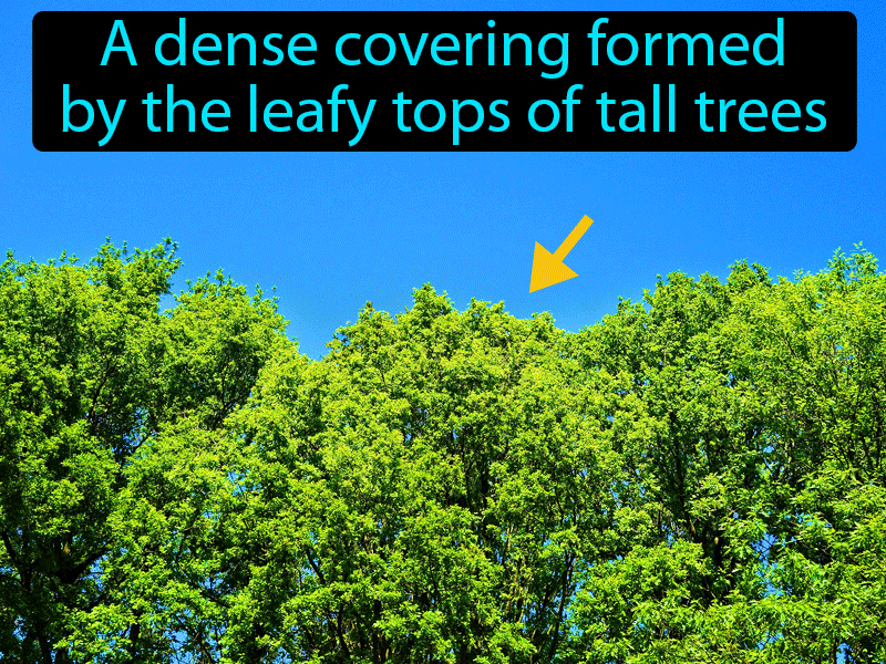 Canopy Definition with no text
