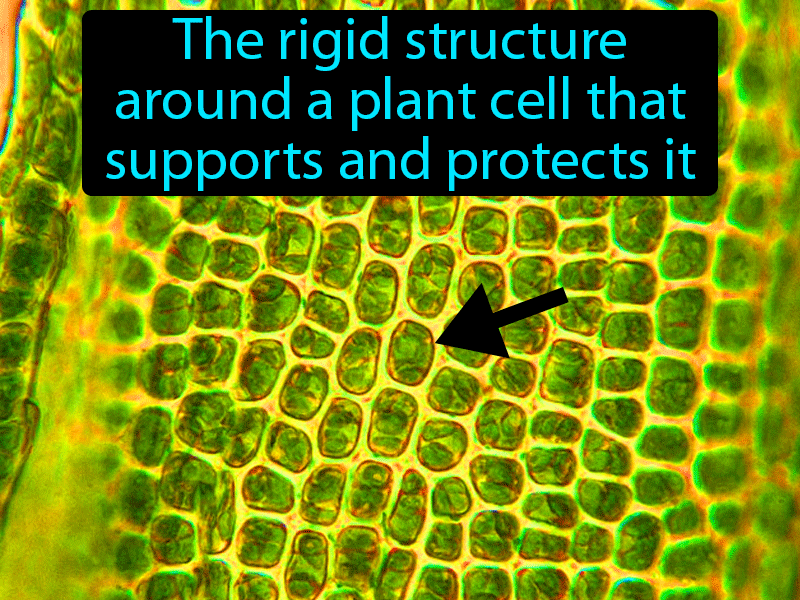Cell Wall Definition with no text