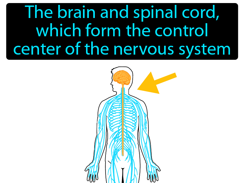 Central Nervous System Definition with no text