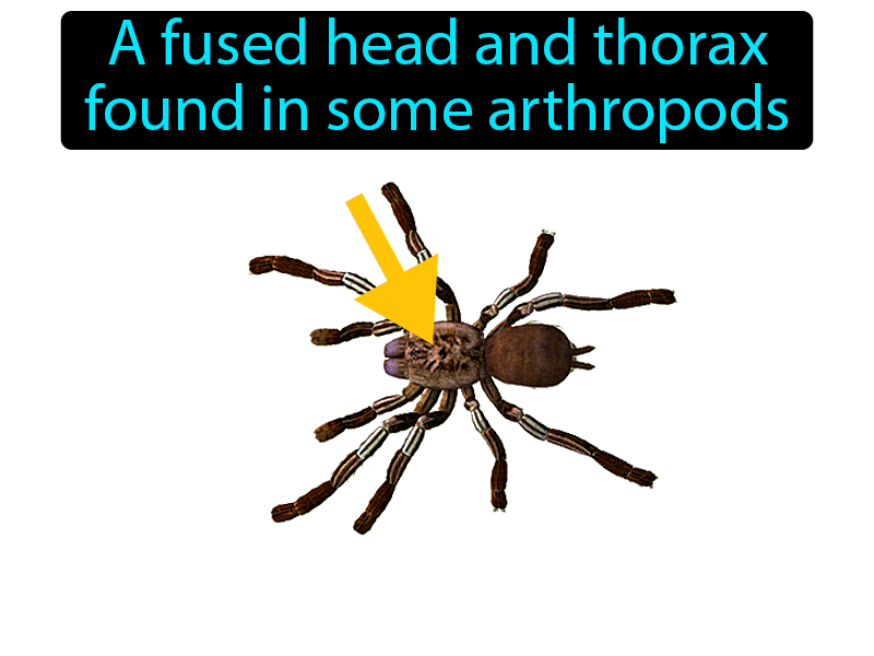 Cephalothorax Definition with no text