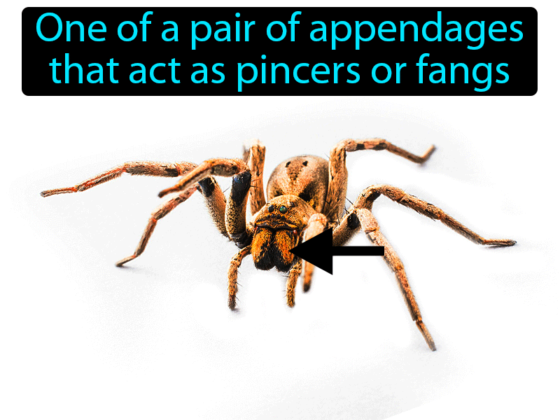 Chelicerae Definition with no text