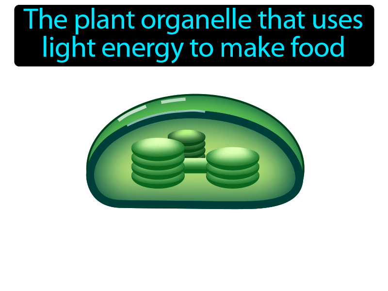 Chloroplast Definition with no text