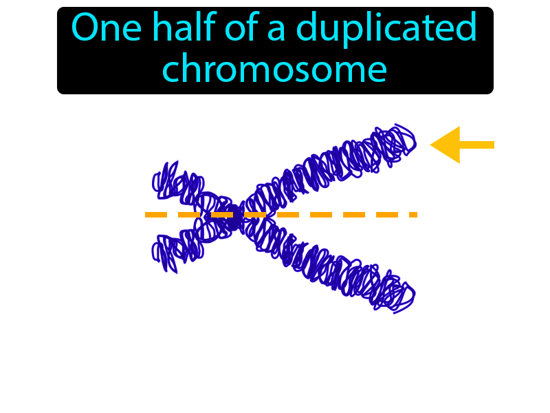Chromatid Definition with no text