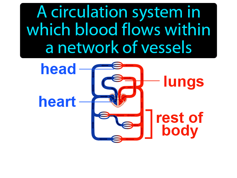 Closed Circulatory System Definition with no text