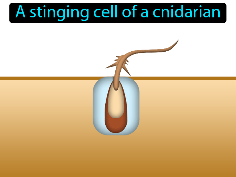 Cnidocyte Definition with no text