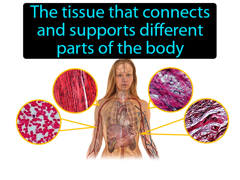 Connective Tissue Definition with no text