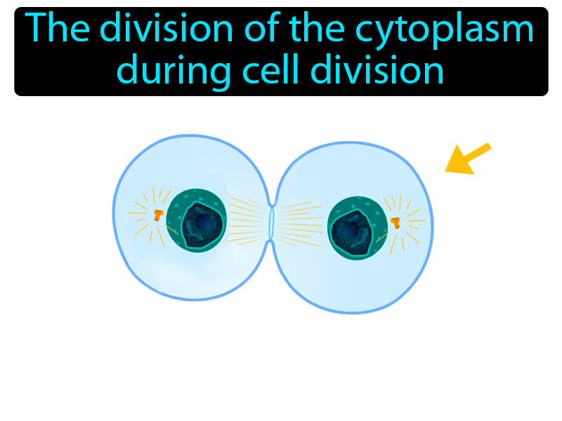 Cytokinesis Definition with no text