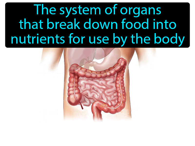Digestive System Definition with no text