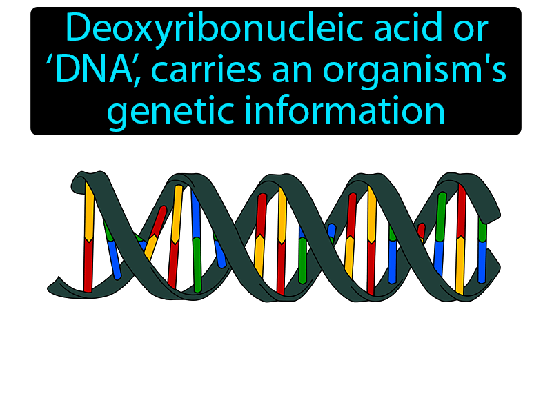 DNA Definition with no text