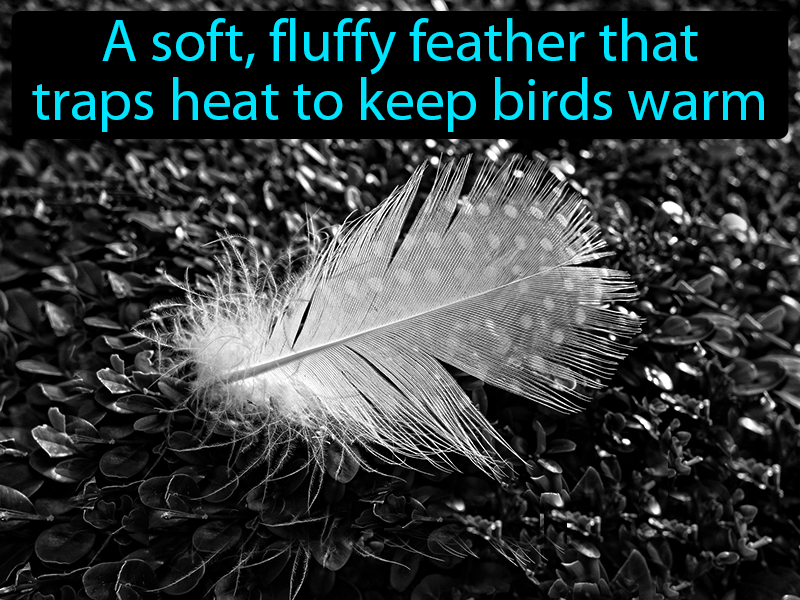 Down Feather Definition with no text