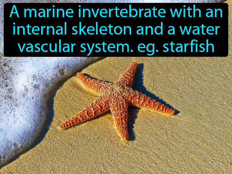 Echinoderm Definition with no text