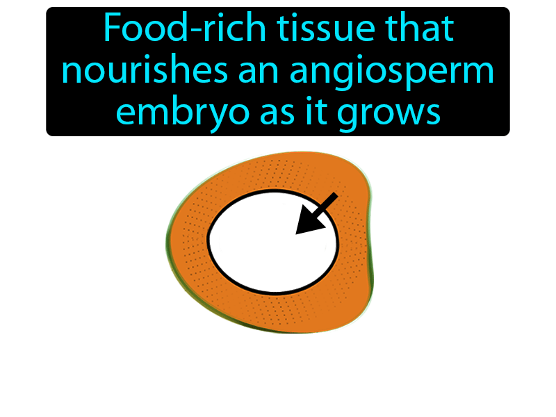 Endosperm Definition with no text