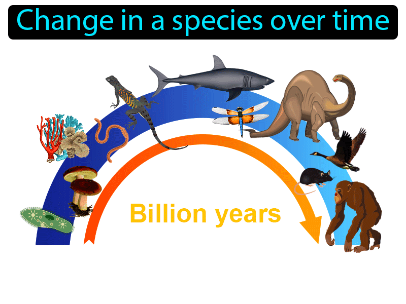 Evolution Definition with no text