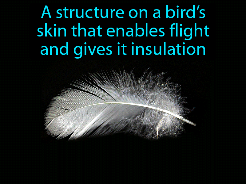 Feather Definition with no text