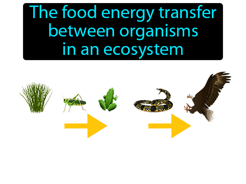 Food Chain Definition with no text