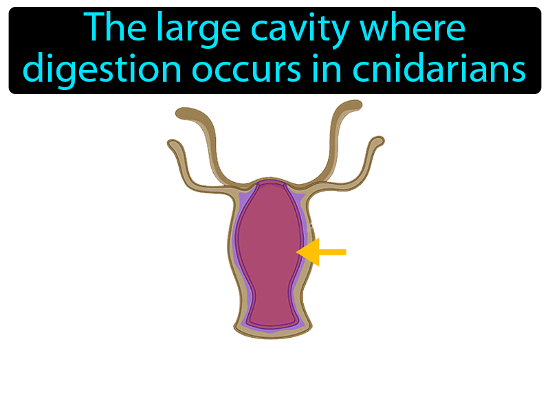 Gastrovascular Cavity Definition with no text