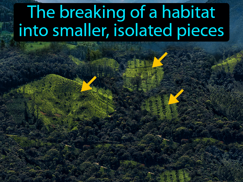 Habitat Fragmentation Definition with no text