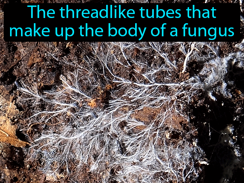 Hyphae Definition with no text