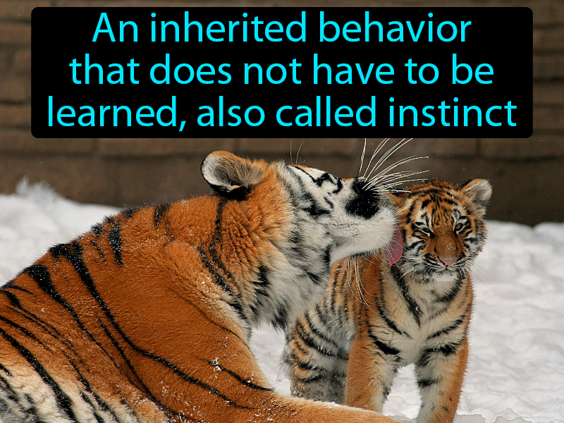 Innate Behavior Definition with no text