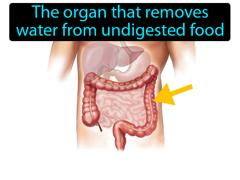 Large Intestine Definition with no text