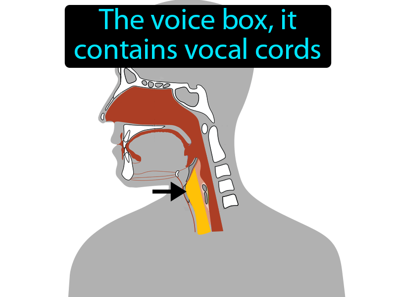 Larynx Definition with no text