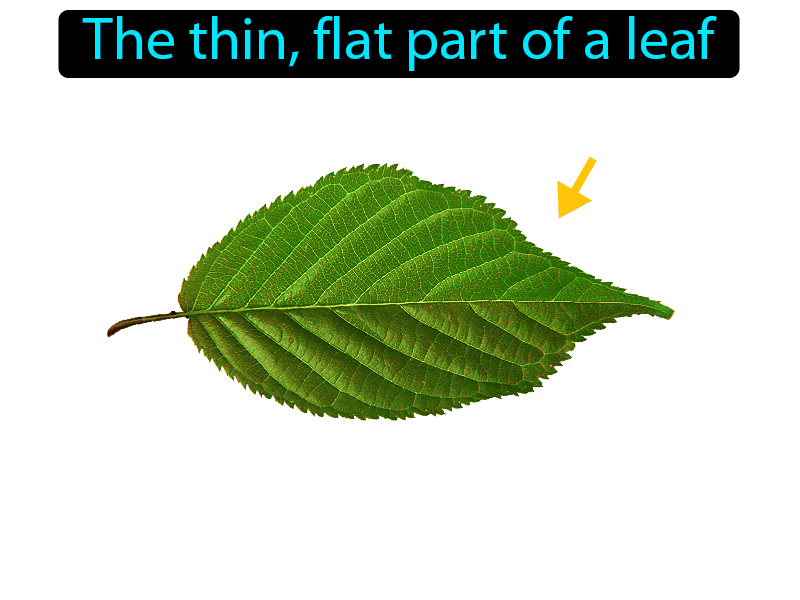 Leaf Blade Definition with no text