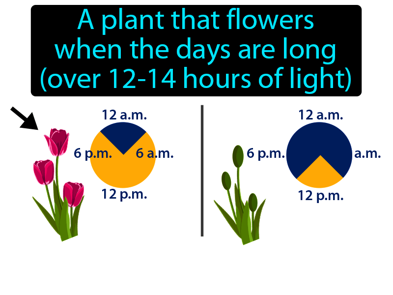 Long Day Plant Definition with no text