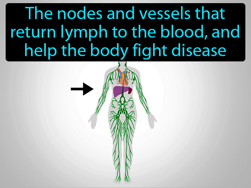 Lymphatic System Definition with no text