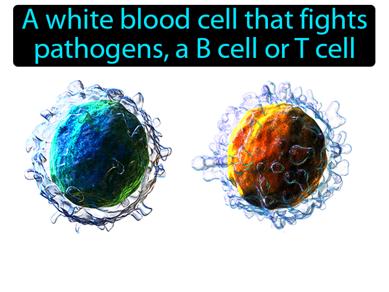 Lymphocyte Definition with no text