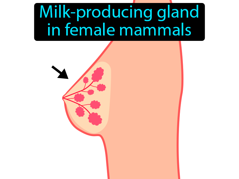 Mammary Gland Definition with no text