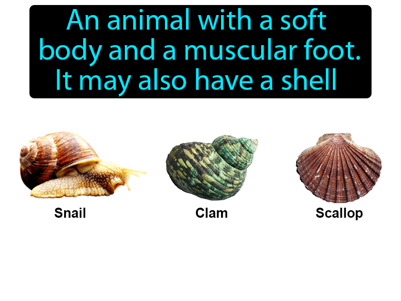 Mollusk Definition with no text