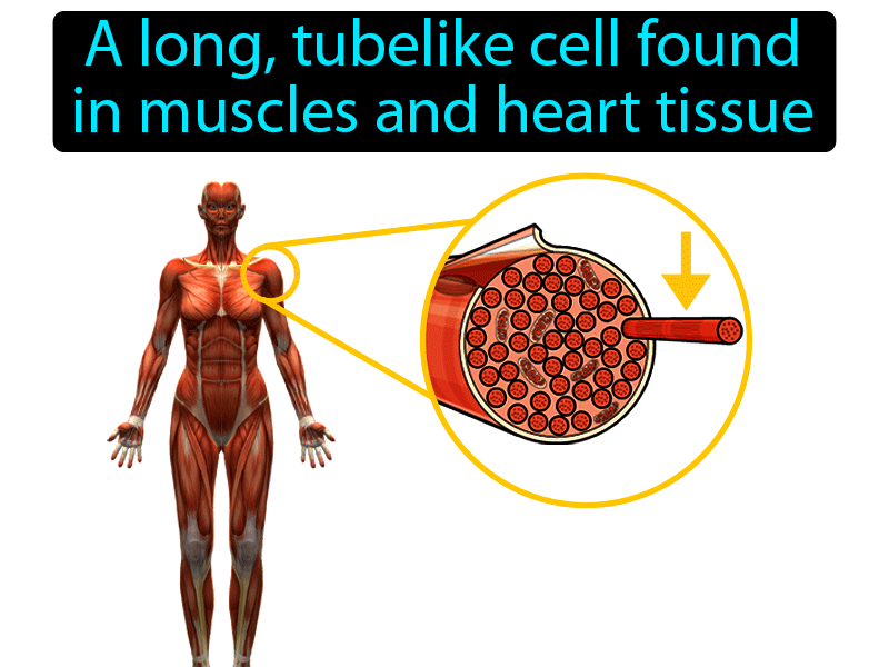 Muscle Fiber Definition with no text