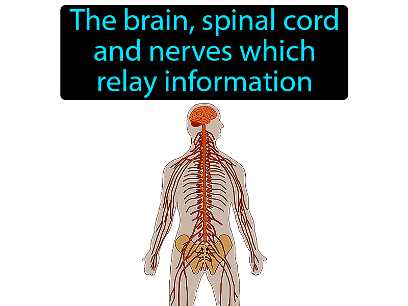 Nervous System Definition with no text