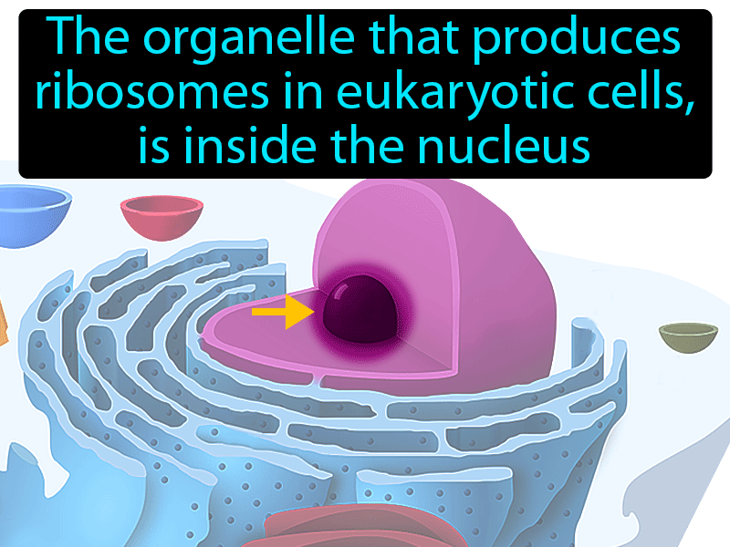 Nucleolus Definition with no text