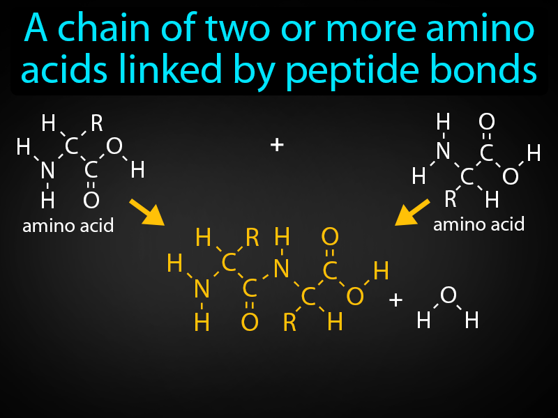 Peptide Definition with no text