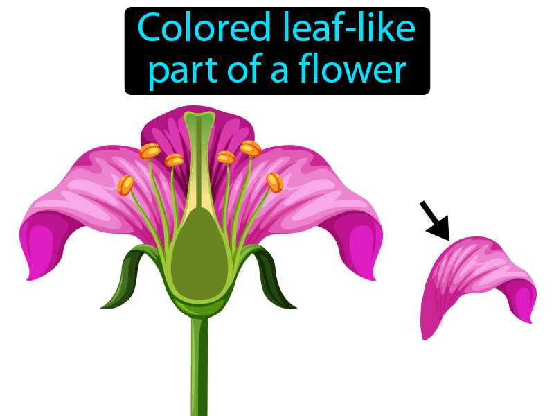 Petal Definition with no text