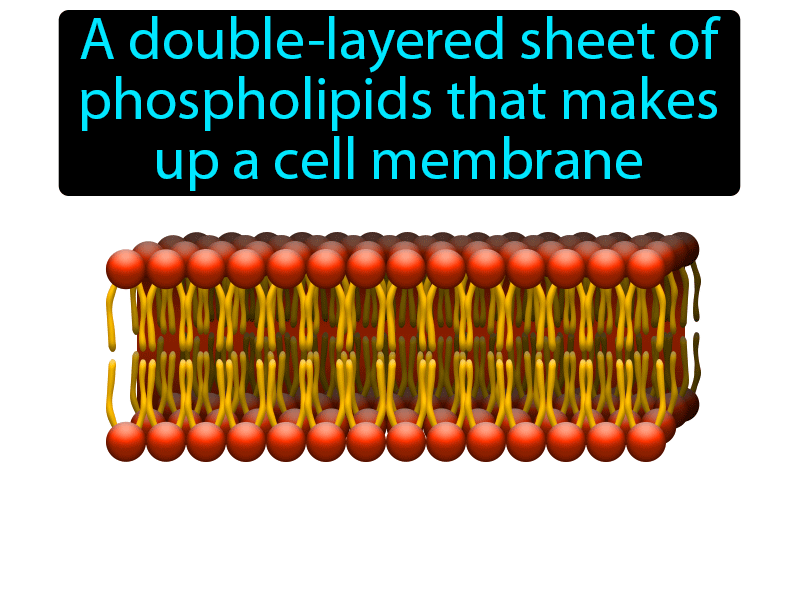 Phospholipid Bilayer Definition with no text