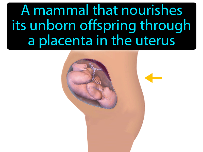 Placental Mammal Definition with no text
