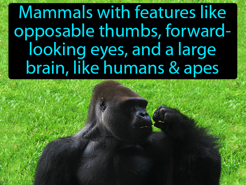 Primate Definition with no text