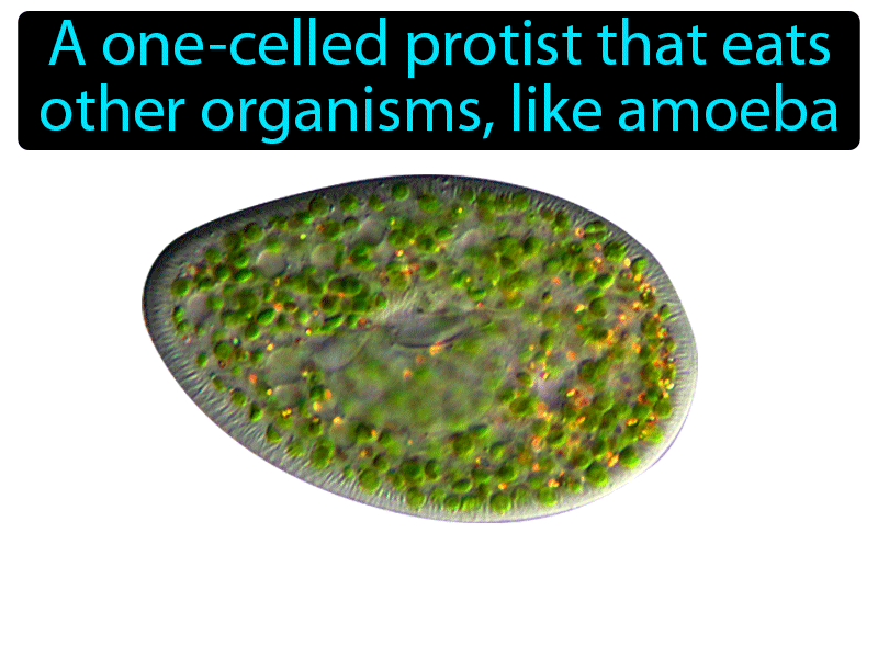 Protozoan Definition with no text