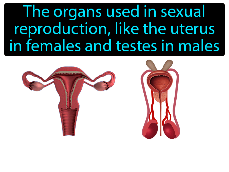 Reproductive System Definition with no text