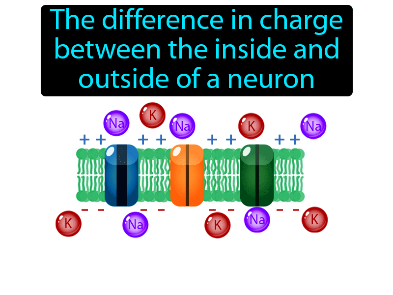 Resting Potential Definition with no text