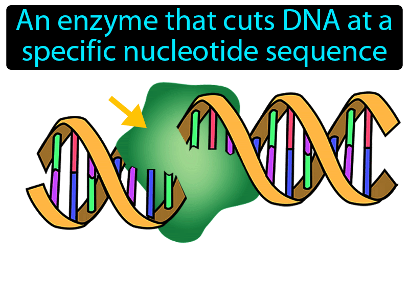 Restriction Enzyme Definition with no text